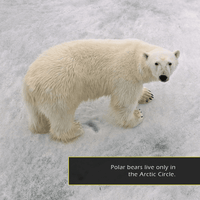 Polar Bears! A My Incredible World Picture Book for Children