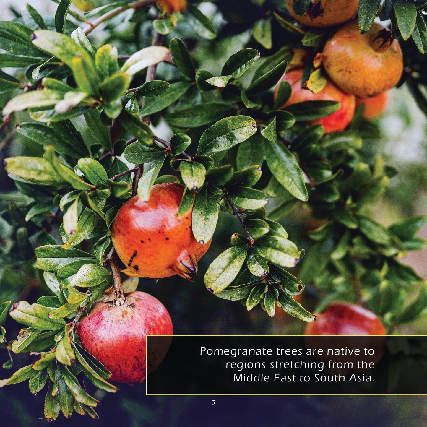 Pomegranates! A My Incredible World Picture Book for Children