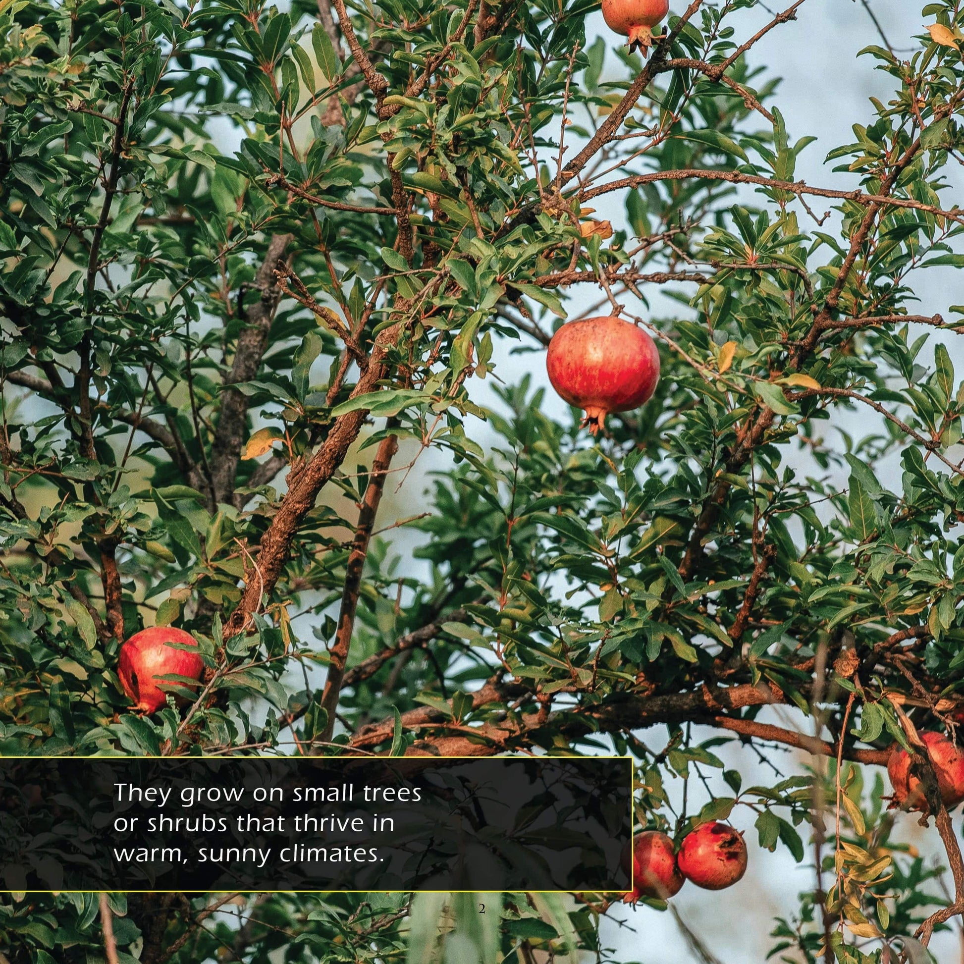 Pomegranates! A My Incredible World Picture Book for Children