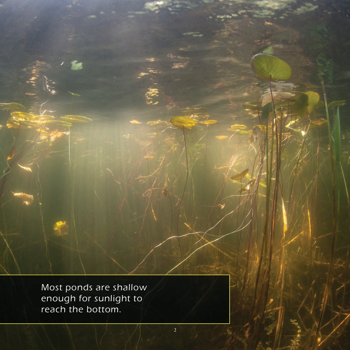 Ponds! A My Incredible World Picture Book for Children