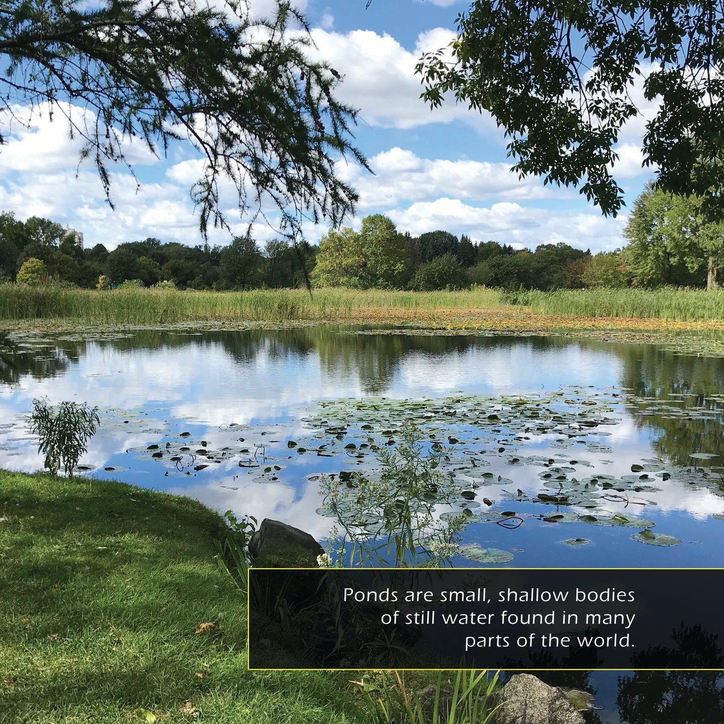 Ponds! A My Incredible World Picture Book for Children