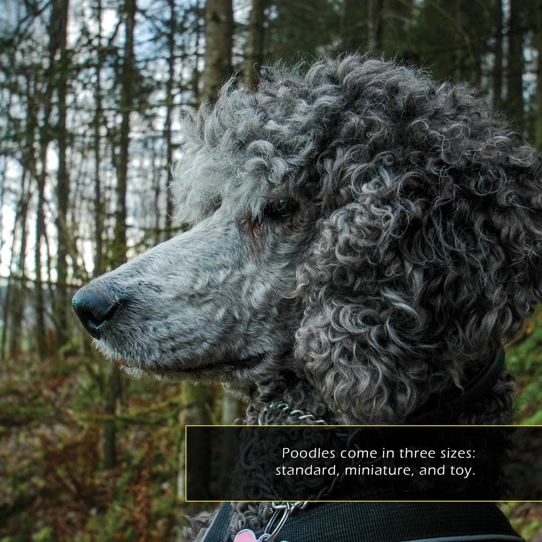 Poodles Book for Kids | Smart Dogs & Curly Coats – My Incredible World