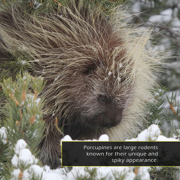 Porcupines! A My Incredible World Picture Book for Children