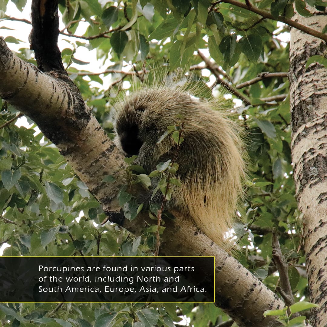 Porcupines! A My Incredible World Picture Book for Children