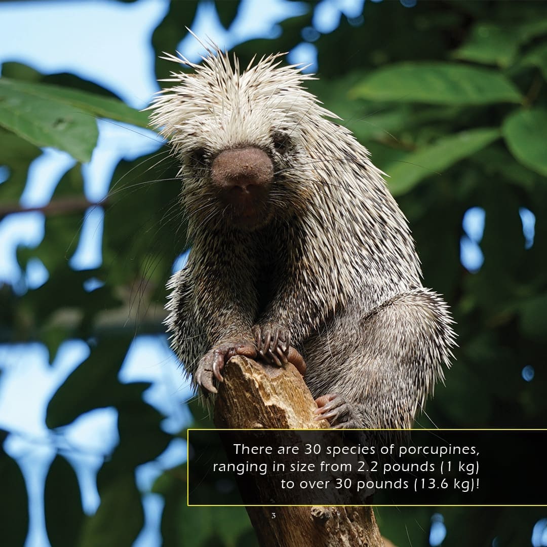 Porcupines! A My Incredible World Picture Book for Children