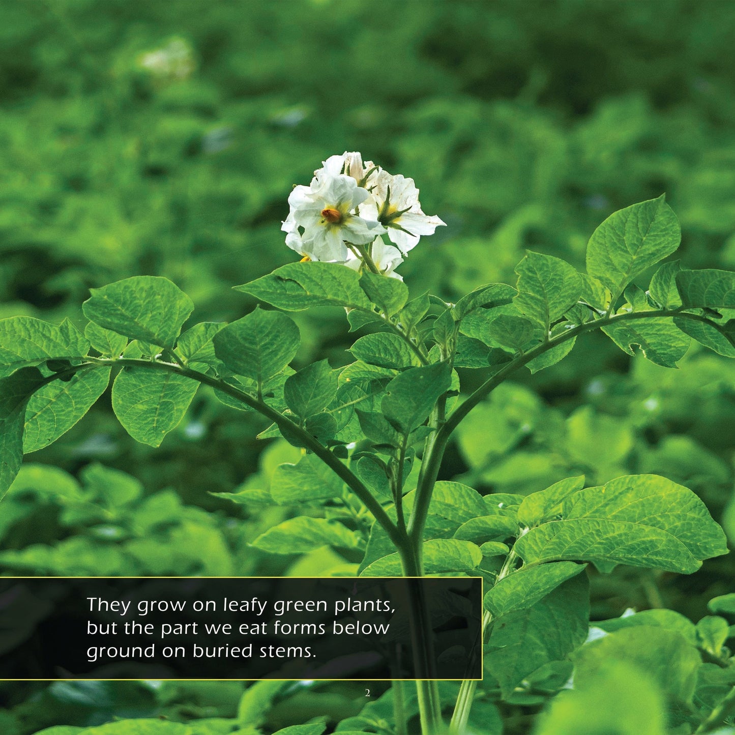 Potatoes! A My Incredible World Picture Book for Children