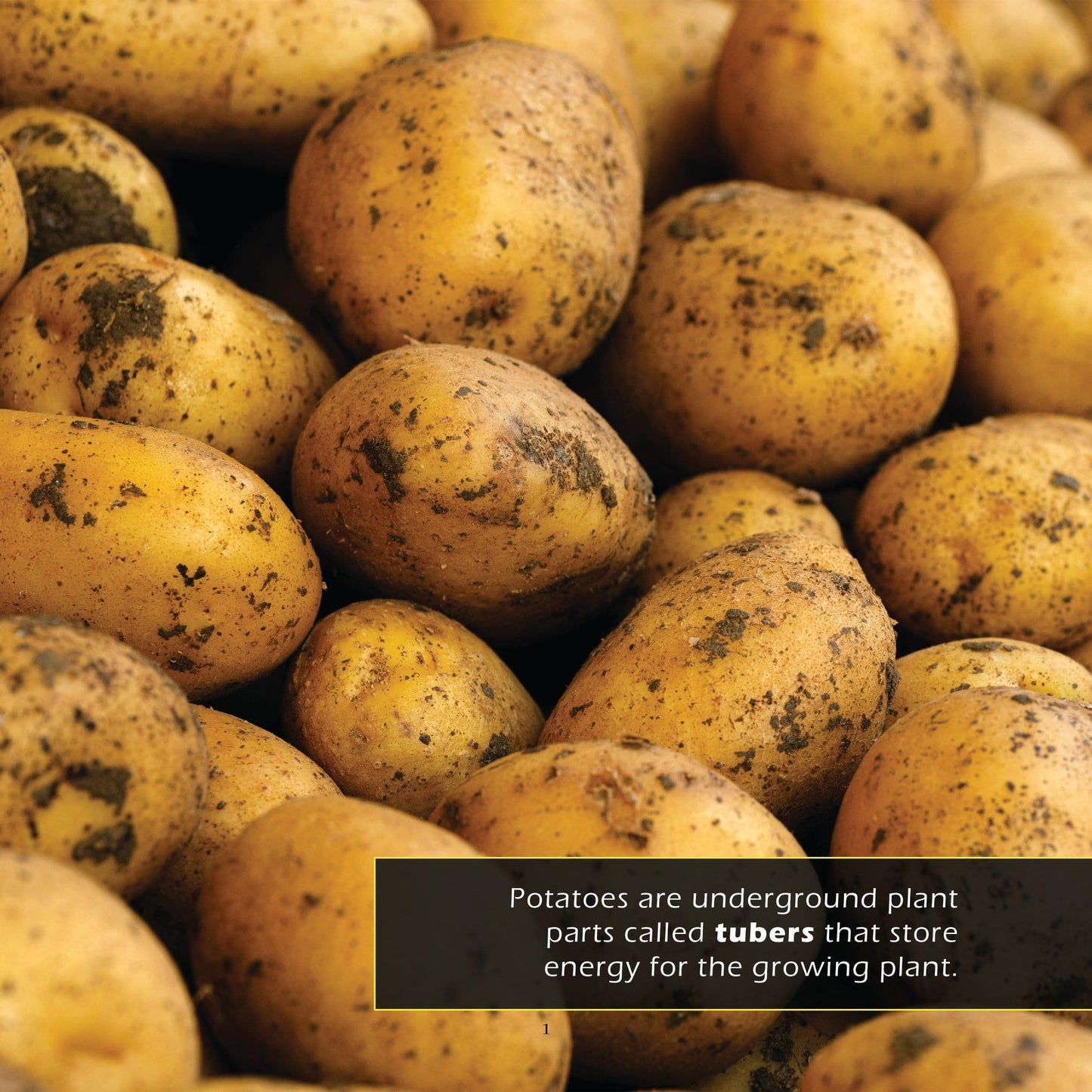 Potatoes! A My Incredible World Picture Book for Children