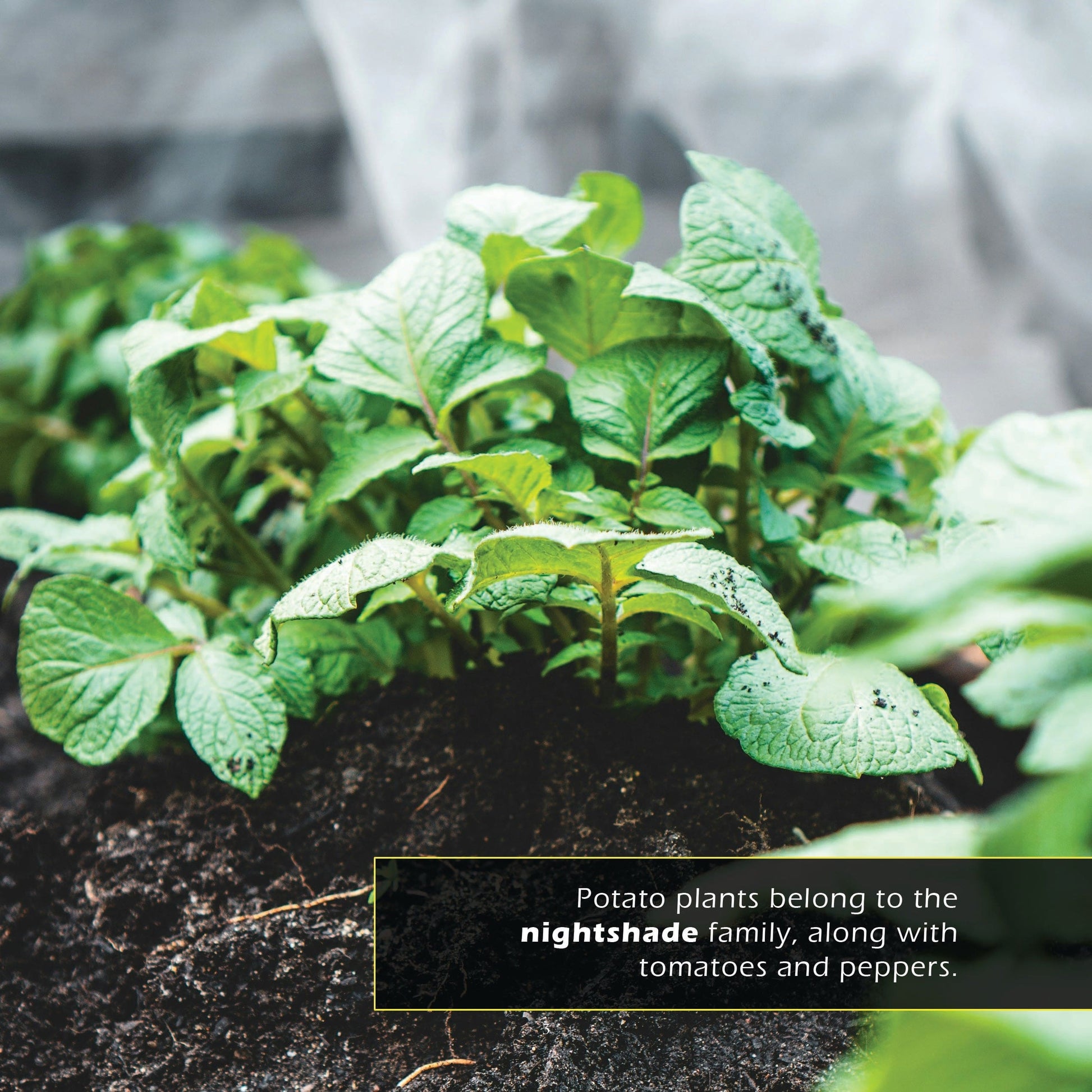 Potatoes! A My Incredible World Picture Book for Children