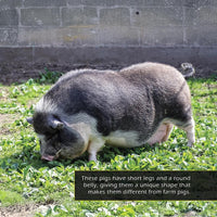 Potbellied Pigs! A My Incredible World Picture Book for Children