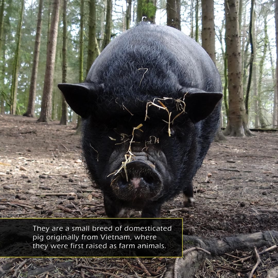 Potbellied Pigs! A My Incredible World Picture Book for Children