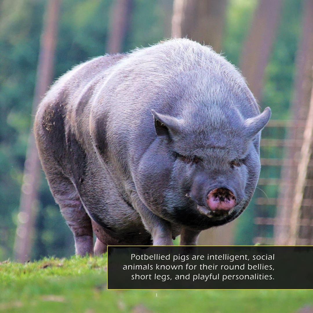 Potbellied Pigs! A My Incredible World Picture Book for Children