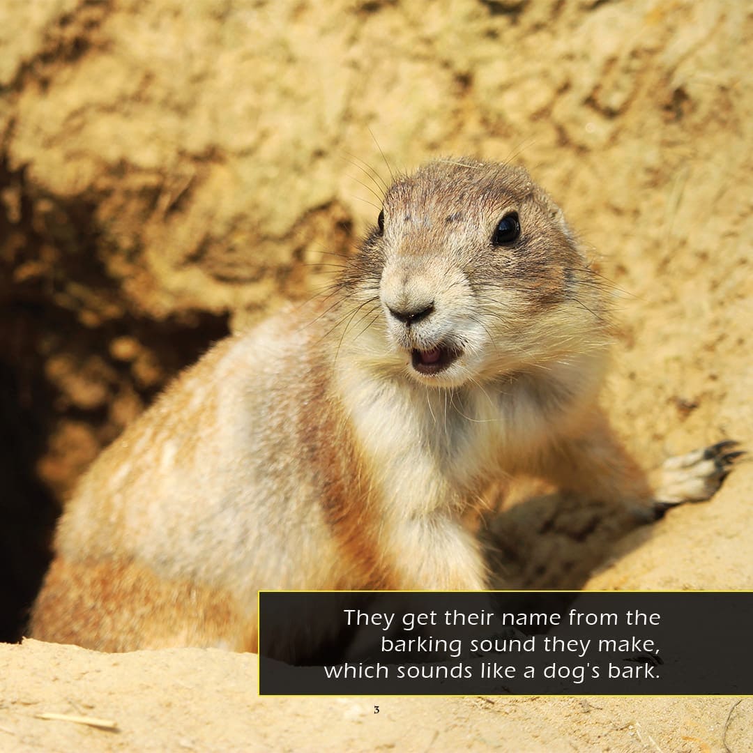 Prairie Dogs! A My Incredible World Picture Book for Children