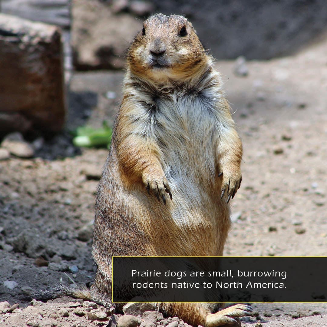 Prairie Dogs! A My Incredible World Picture Book for Children