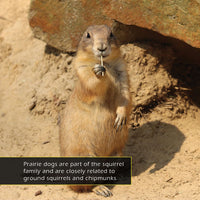 Prairie Dogs! A My Incredible World Picture Book for Children