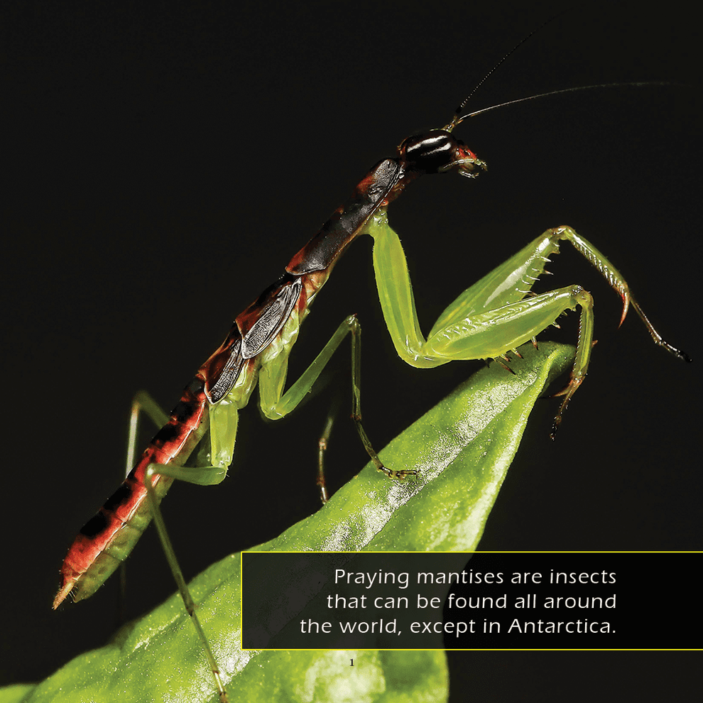 Praying Mantises Book for Kids | Ambush Hunting Insects – My Incredible ...