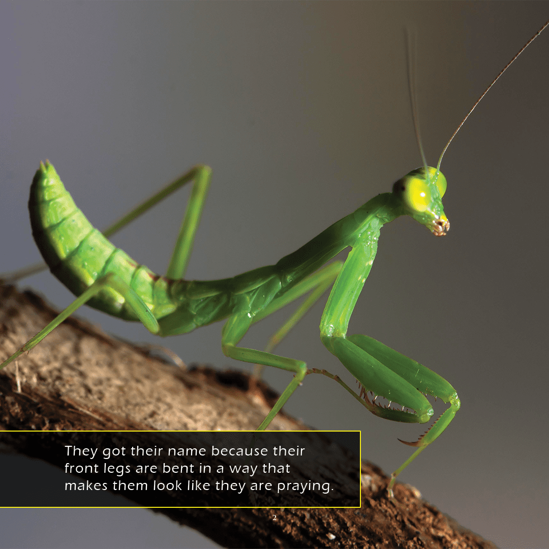 Praying Mantises! A My Incredible World Picture Book for Children