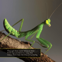 Praying Mantises! A My Incredible World Picture Book for Children