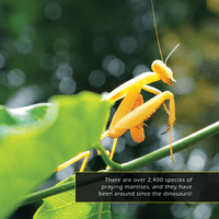 Praying Mantises! A My Incredible World Picture Book for Children