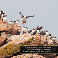 Puffins! A My Incredible World Picture Book for Children