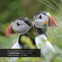 Puffins! A My Incredible World Picture Book for Children