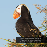 Puffins! A My Incredible World Picture Book for Children