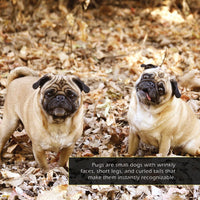 Pugs! A My Incredible World Picture Book for Children