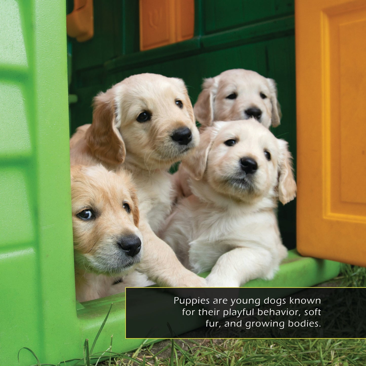 Puppies! A My Incredible World Picture Book for Children