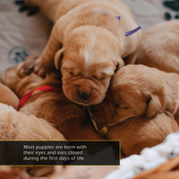 Puppies! A My Incredible World Picture Book for Children