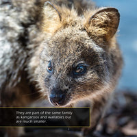 Quokkas! A My Incredible World Picture Book for Children