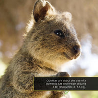 Quokkas! A My Incredible World Picture Book for Children