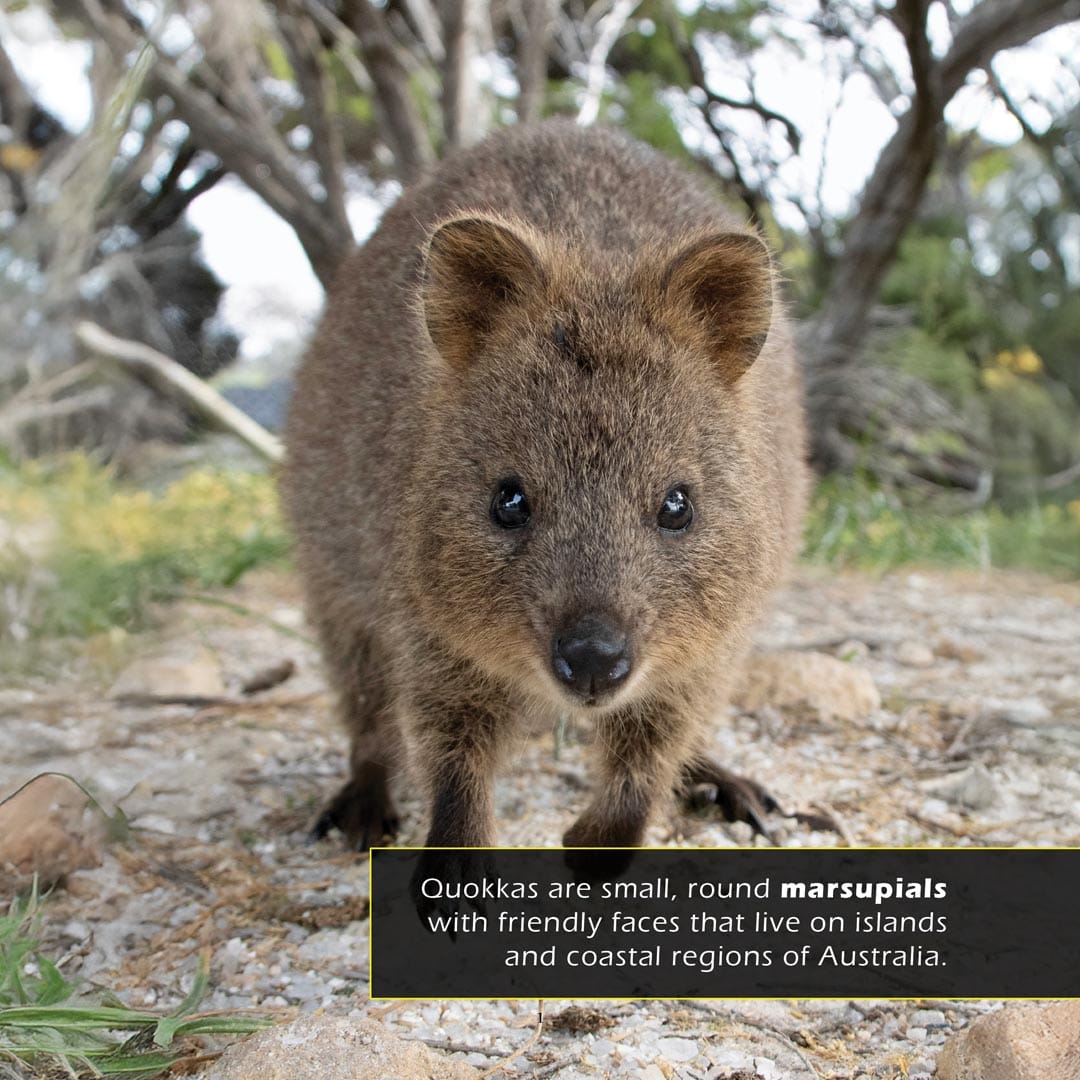 Quokkas! A My Incredible World Picture Book for Children