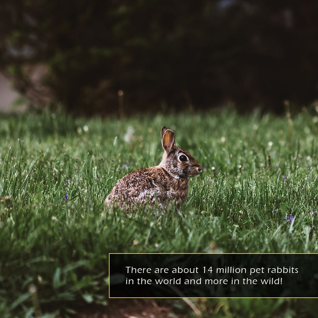 Rabbits! A My Incredible World Picture Book for Children