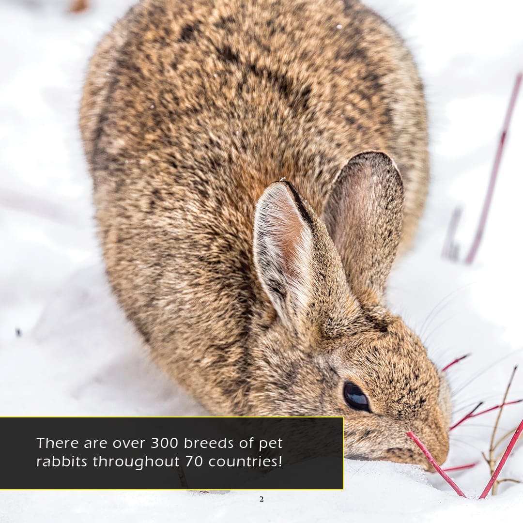 Rabbits! A My Incredible World Picture Book for Children