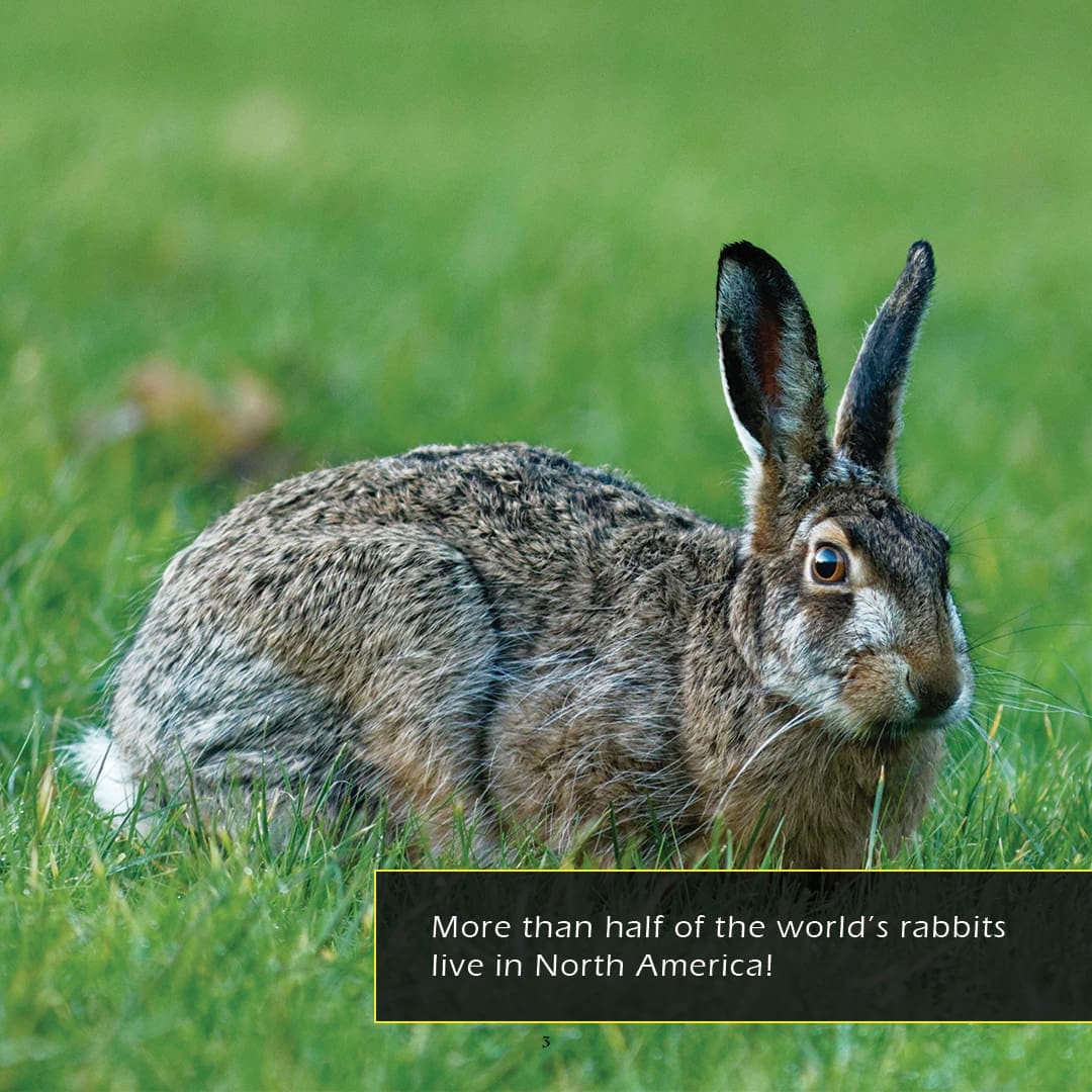 Rabbits Book for Kids | Bunnies & Hopping Mammals – My Incredible World