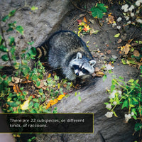 Raccoons! A My Incredible World Picture Book for Children