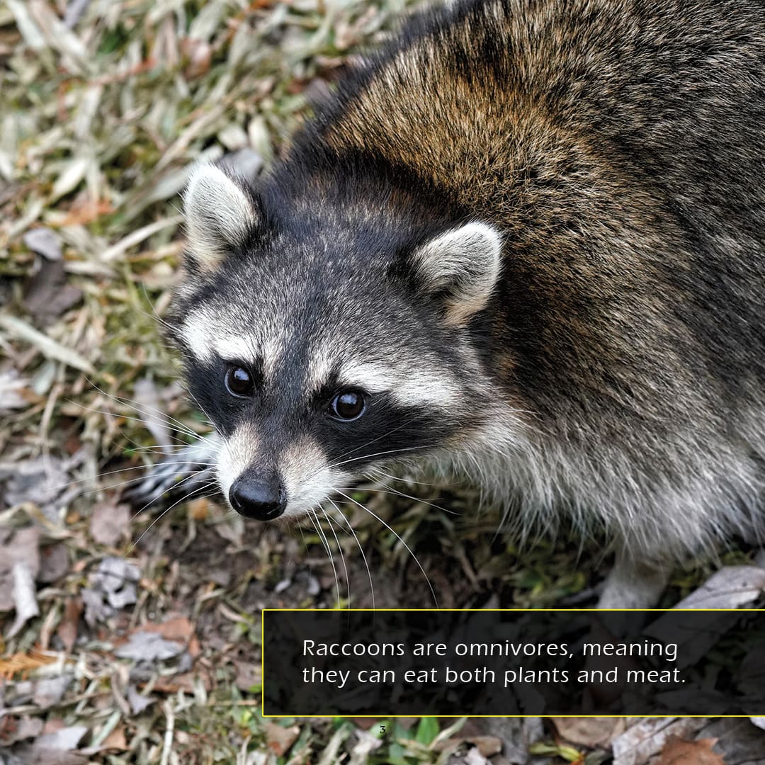 Raccoons! A My Incredible World Picture Book for Children