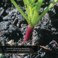 Radishes! A My Incredible World Picture Book for Children