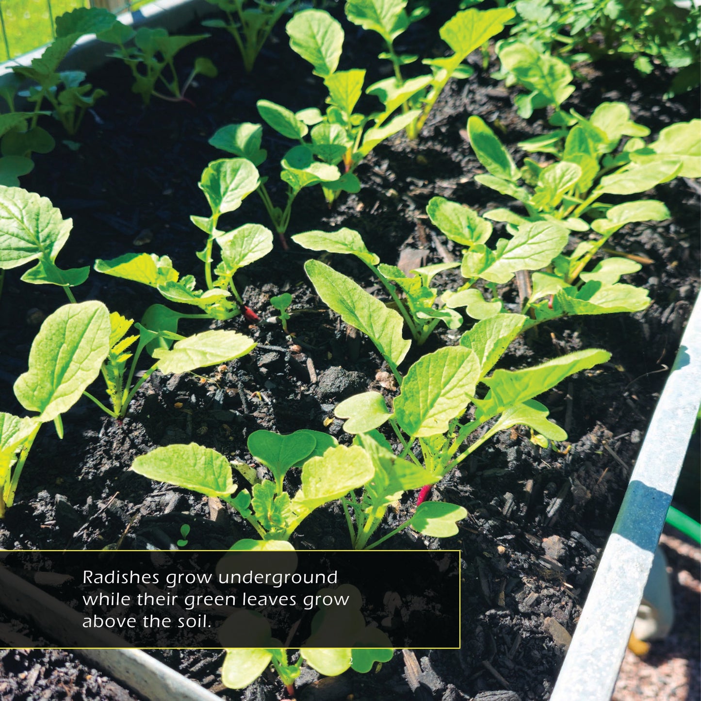 Radishes! A My Incredible World Picture Book for Children