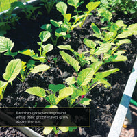 Radishes! A My Incredible World Picture Book for Children