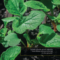 Radishes! A My Incredible World Picture Book for Children