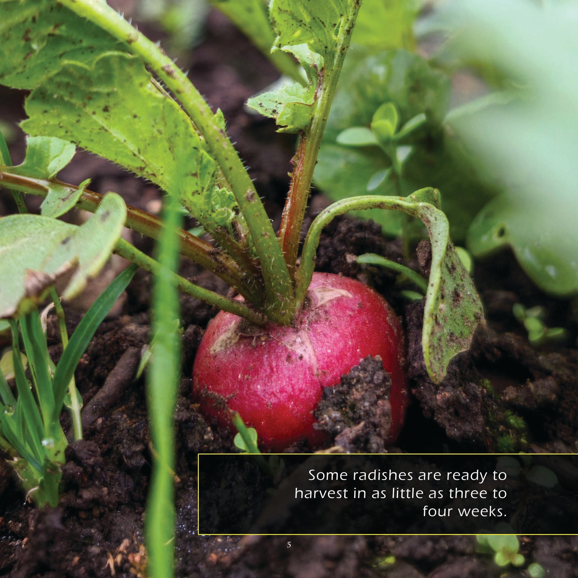 Radishes! A My Incredible World Picture Book for Children