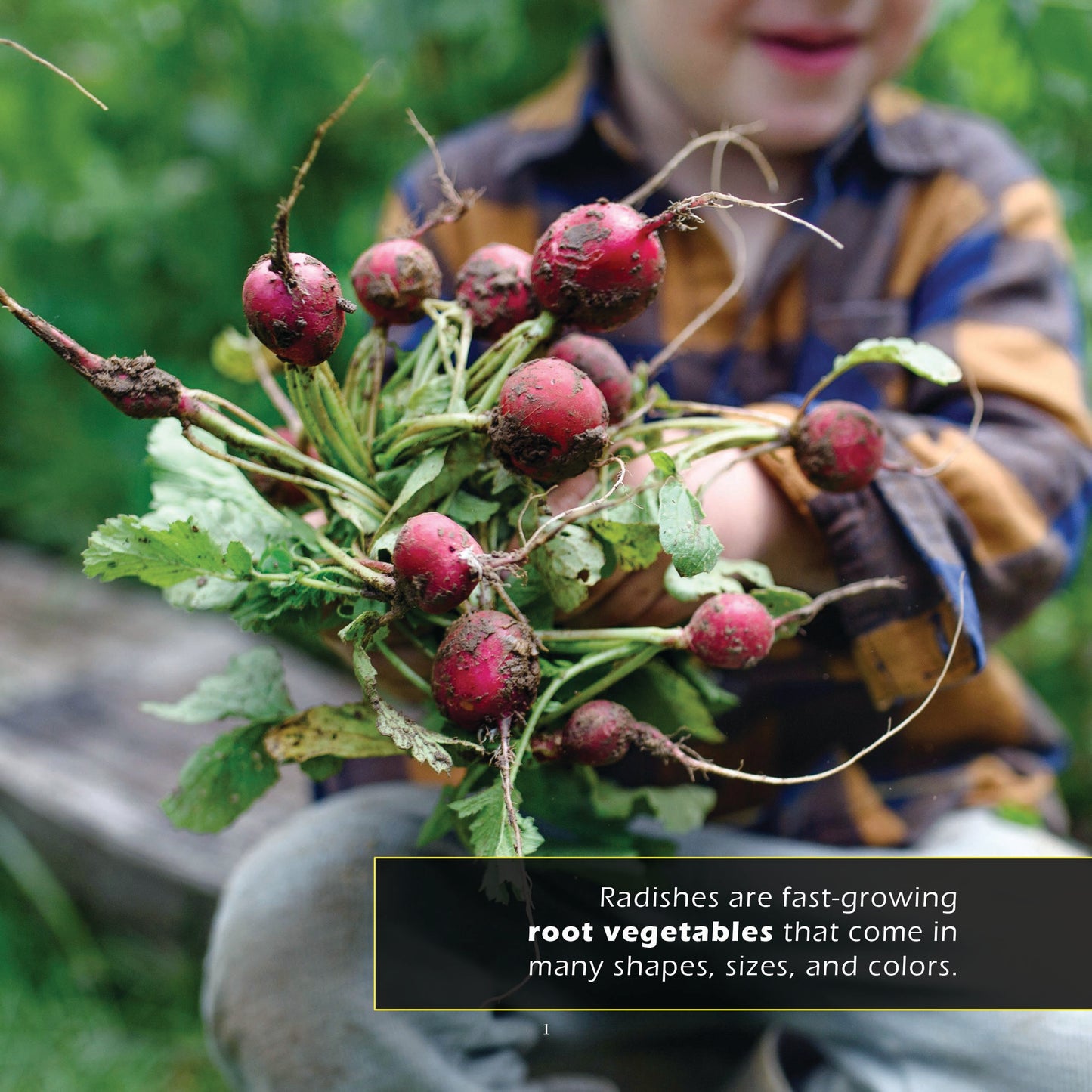 Radishes! A My Incredible World Picture Book for Children