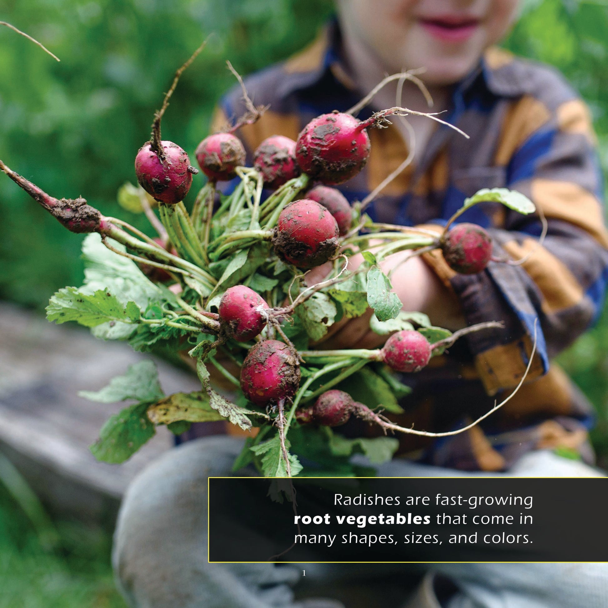 Radishes! A My Incredible World Picture Book for Children