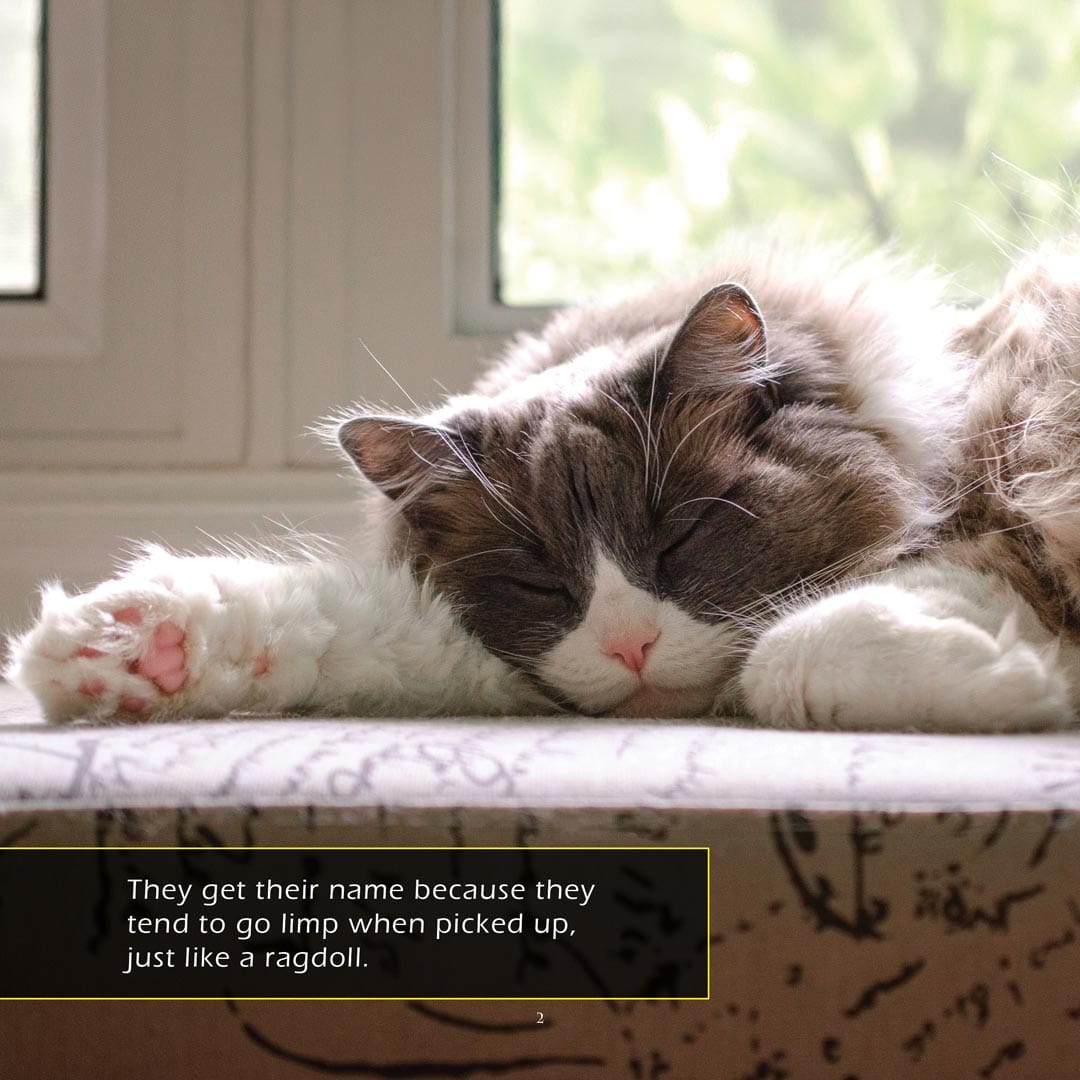 Ragdoll Cats! A My Incredible World Picture Book for Children