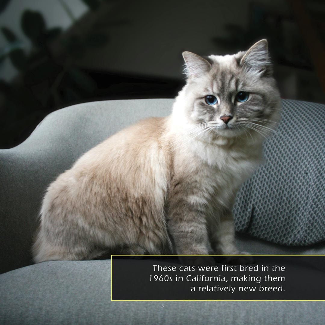 Ragdoll Cats! A My Incredible World Picture Book for Children