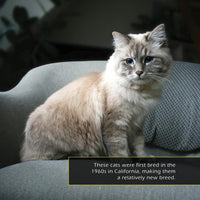 Ragdoll Cats! A My Incredible World Picture Book for Children