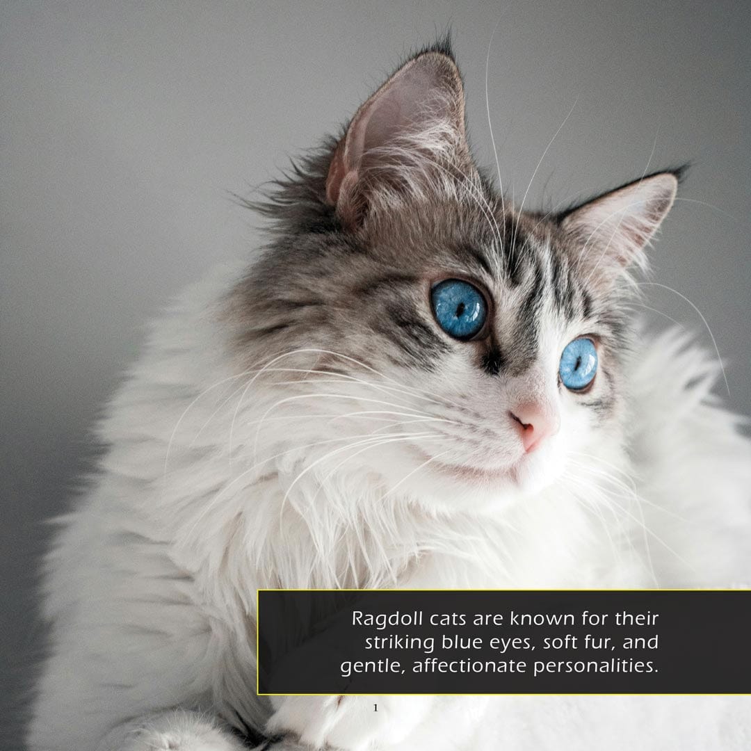Ragdoll Cats! A My Incredible World Picture Book for Children