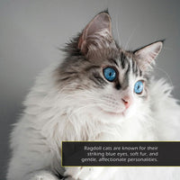 Ragdoll Cats! A My Incredible World Picture Book for Children