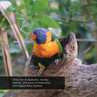 Rainbow Lorikeets! A My Incredible World Picture Book for Children