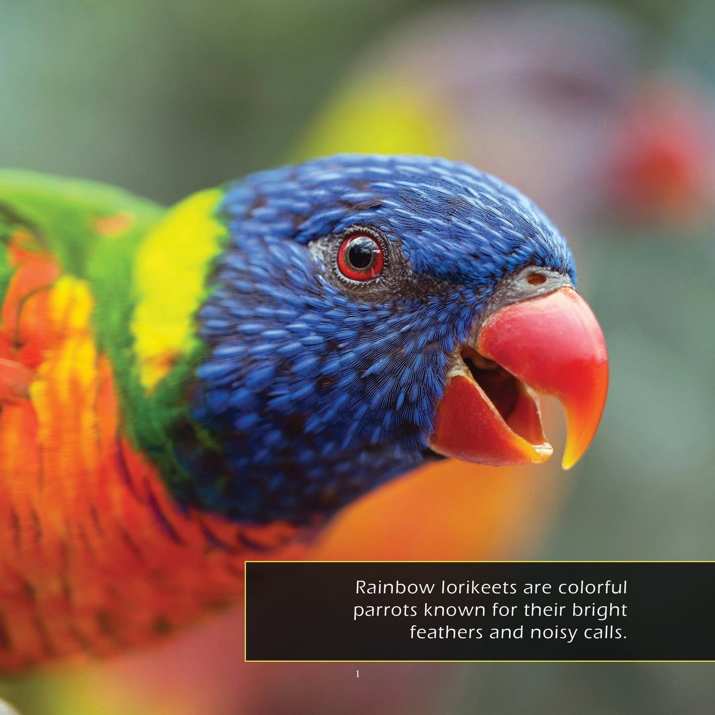 Rainbow Lorikeets! A My Incredible World Picture Book for Children